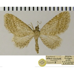 /filer/webapps/moths/media/images/A/albimaculata_Eupithecia_PTF_ZSM.jpg