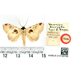 /filer/webapps/moths/media/images/D/disrupta_Marcipa_HT_BMNH.jpg