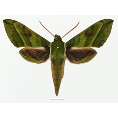 /filer/webapps/moths/media/images/J/jordani_Chaerocina_AM_Basquin_02a.jpg