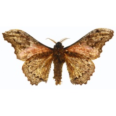 /filer/webapps/moths/media/images/L/lichenodes_Micragone_HT_CMP_02.jpg