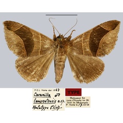 /filer/webapps/moths/media/images/L/laurentensis_Caranilla_HT_MNHN.jpg