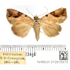 /filer/webapps/moths/media/images/D/diagonalis_Oglasa_AF_BMNH.jpg