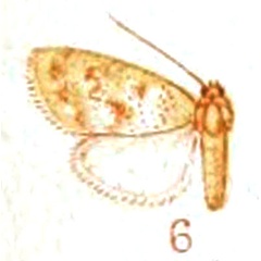 /filer/webapps/moths/media/images/C/cretacea_Nola_HT_Hampson_1914-6.jpg
