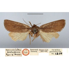 /filer/webapps/moths/media/images/S/scotochroa_Conicofrontia_HT_BMNH.jpg