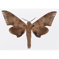 /filer/webapps/moths/media/images/P/pygarga_Neopolyptychus_AM_Basquin_01.jpg