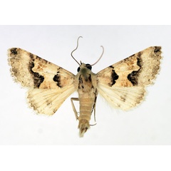 /filer/webapps/moths/media/images/L/leucoptera_Tytroca_AM_Aulombard.jpg