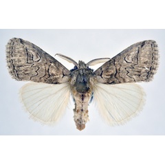/filer/webapps/moths/media/images/D/daphne_Rhodesana_AM_NHMO.jpg
