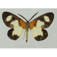 /filer/webapps/moths/media/images/W/wardi_Terina_AM_Basquinb.jpg