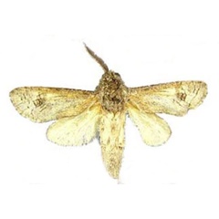 /filer/webapps/moths/media/images/M/makumazan_Afrikanetz_HT_NHMUK.jpg