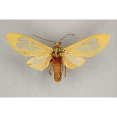 /filer/webapps/moths/media/images/R/radama_Amerila_LT_BMNH.jpg