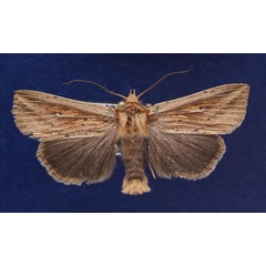 /filer/webapps/moths/media/images/H/homoeoptera_Mythimna_AM_Schellhorn.jpg