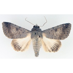 /filer/webapps/moths/media/images/M/muricolor_Pandesma_AM_TMSA_01.jpg
