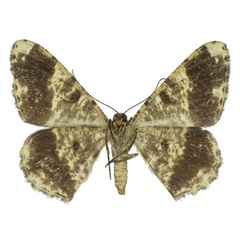 /filer/webapps/moths/media/images/Z/zebrina_Afroracotis_AF_ANHRTb.jpg