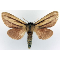 /filer/webapps/moths/media/images/I/insignis_Anchirithra_AF_Basquin.jpg