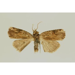 /filer/webapps/moths/media/images/S/senescens_Ochropleura_HT_RMCA_02.jpg
