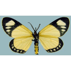 /filer/webapps/moths/media/images/C/concolor_Aletis_AM_ZSMb.jpg
