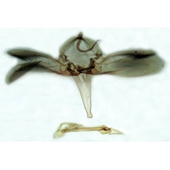 /filer/webapps/moths/media/images/F/fontainei_Gigantoceras_GMHT_Berio-1812.jpg
