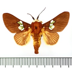 /filer/webapps/moths/media/images/A/albifrons_Latoia_AM_BMNH.jpg