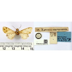 /filer/webapps/moths/media/images/B/brevicornis_Xanthia_HT_BMNH.jpg