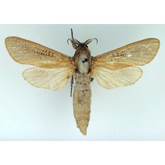 /filer/webapps/moths/media/images/O/okovangae_Phragmataecia_AM_TMSA_02.jpg
