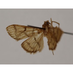 /filer/webapps/moths/media/images/H/hyalescens_Syllepte_HT_BMNH.jpg