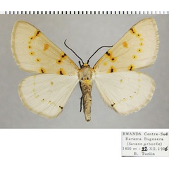 /filer/webapps/moths/media/images/C/caffraria_Nassinia_AF_ZSM.jpg