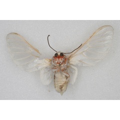 /filer/webapps/moths/media/images/P/pulchra_Balacra_HT_SNHM_02.jpg