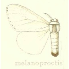 /filer/webapps/moths/media/images/M/melanoproctis_Dasychira_HT_Hering_25a.jpg