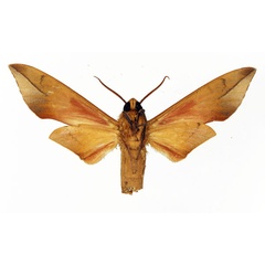 /filer/webapps/moths/media/images/V/vicina_Phylloxiphia_AM_Basquin_01b.jpg