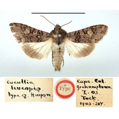 /filer/webapps/moths/media/images/L/leucopis_Cucullia_HT_BMNH.jpg