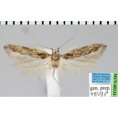 /filer/webapps/moths/media/images/P/phaeomacula_Neotelphusa_AM_ZMHB.jpg