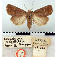 /filer/webapps/moths/media/images/S/satellitia_Caradrina_HT_BMNH.jpg