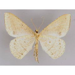 /filer/webapps/moths/media/images/P/persimilis_Conolophia_A_ZSM_02.jpg