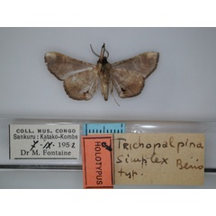 /filer/webapps/moths/media/images/S/simplex_Trichopalpina_HT_RMCA_02.jpg