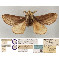 /filer/webapps/moths/media/images/P/plagiogramma_Lasiocampa_LT_BMNH.jpg