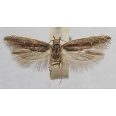 /filer/webapps/moths/media/images/N/nomias_Phthorimaea_HT_TMSA.jpg