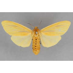 /filer/webapps/moths/media/images/P/parva_Pseudoradiarctia_PT_BMNH.jpg