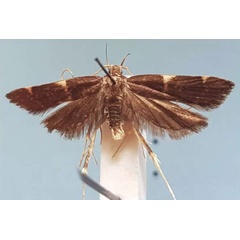/filer/webapps/moths/media/images/V/vietteiola_Torodora_HT_MNHN.jpg