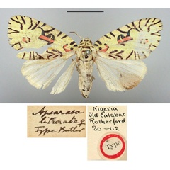/filer/webapps/moths/media/images/L/liturata_Apsarasa_ST_BMNH_02.jpg