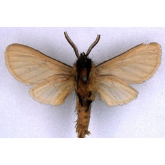 /filer/webapps/moths/media/images/P/pallens_Metarctia_HT_BMNH_02.jpg