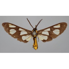 /filer/webapps/moths/media/images/F/fulvescens_Ceryx_AM_BMNH.jpg