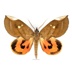 /filer/webapps/moths/media/images/M/miniatus_Lobophyllodes_AM_Basquin_01.jpg