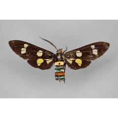 /filer/webapps/moths/media/images/H/hampsoni_Euchromia_A_BMNH.jpg