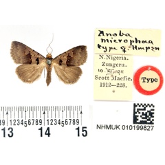 /filer/webapps/moths/media/images/M/microphaea_Anoba_HT_BMNH.jpg