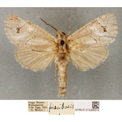 /filer/webapps/moths/media/images/F/fuscibasis_Cossus_STF_BMNH_01.jpg