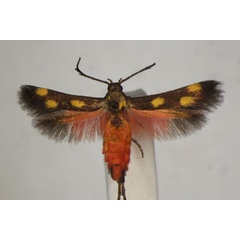/filer/webapps/moths/media/images/L/laetissima_Eretmocera_A_BMNH_01.jpg