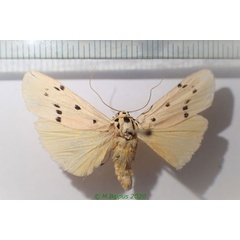 /filer/webapps/moths/media/images/K/kingdoni_Eilema_A_Bippus.jpg