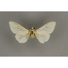/filer/webapps/moths/media/images/N/neurophaea_Dubatolovia_HT_BMNH.jpg