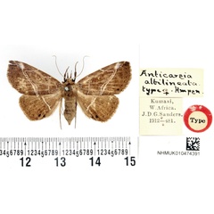 /filer/webapps/moths/media/images/A/albilineata_Anticarsia_HT_BMNH.jpg