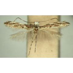 /filer/webapps/moths/media/images/T/tephrosiae_Liocrobyla_PT_TMSA571.jpg